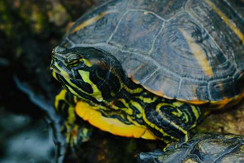 sea life closeup photo of black and yellow turtle turtle